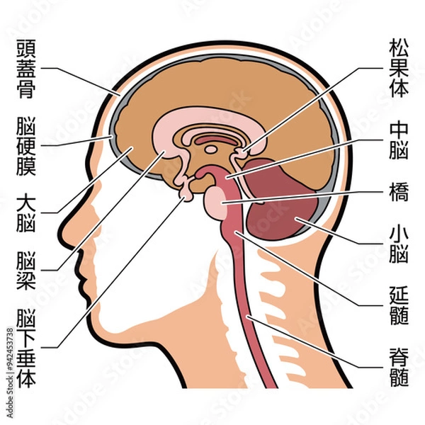 Fototapeta 脳　断面　図解　説明有