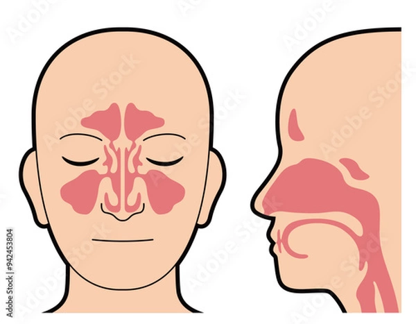 Fototapeta 鼻腔　副鼻腔　図解