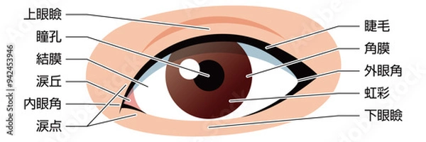 Fototapeta 目　イラスト　説明有