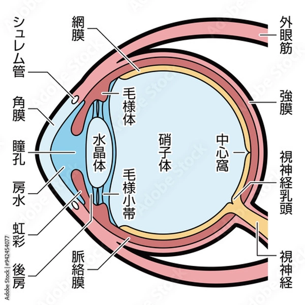 Fototapeta 眼球　断面　図解　説明有