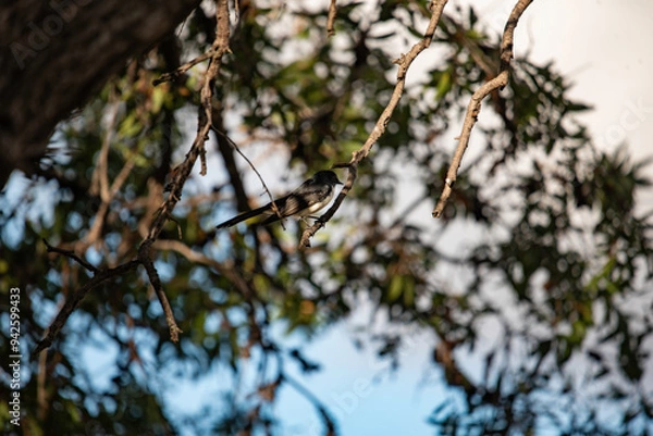 Obraz peewee in a tree branch