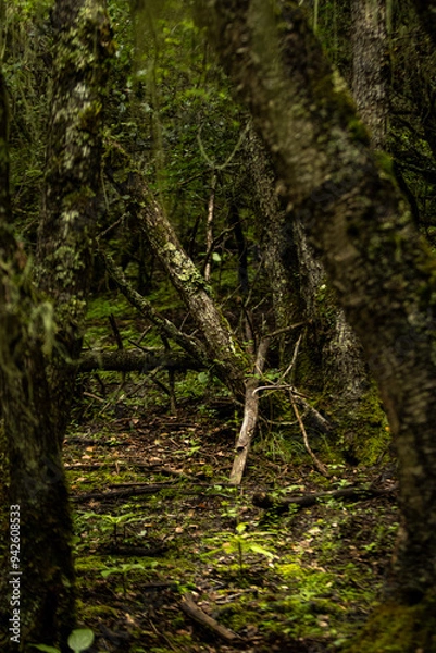 Obraz green moss on the tree