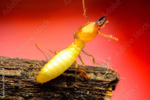 Obraz Termite