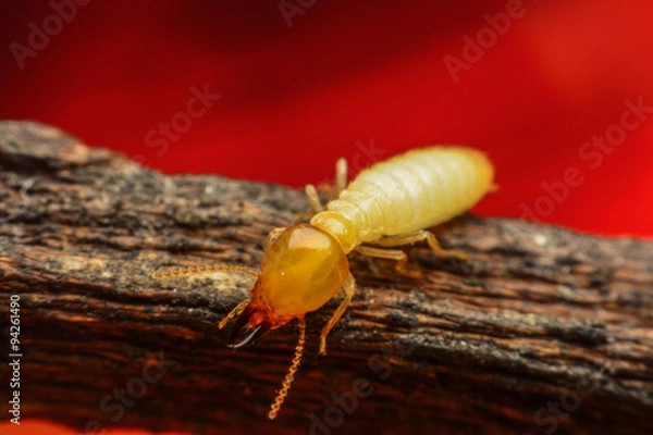 Obraz Termite