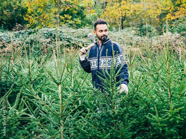 Fototapeta In a plantation of Christmas trees, a young man with a small ax controls the growth of fir trees and chooses which must be cut to be sold in anticipation of the arrival of the holidays