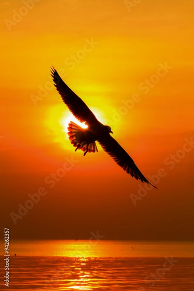 Obraz Seagull on sunset background.