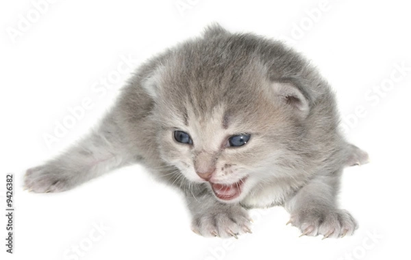 Fototapeta Small kitten on a white background.