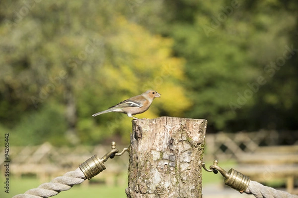 Obraz Small bird perched on a garden post
