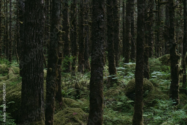 Obraz Mossy overgrown forest at Mendenhall Glacier in Tongass National Forest in Juneau Alaska