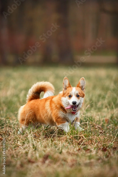 Fototapeta Dog breed Welsh Corgi Pembroke