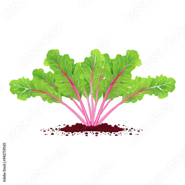 Obraz art of beetroot with leaf on transparent background