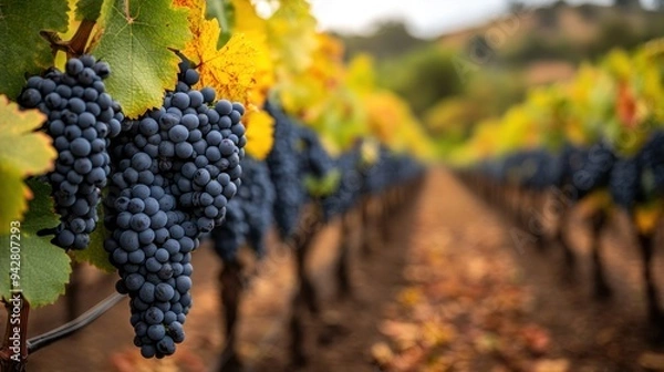 Obraz Vineyard Rows with Grapes