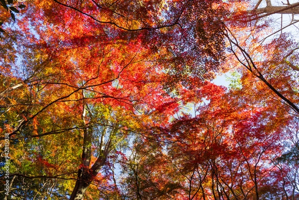 Fototapeta 日本の風景・秋　古都鎌倉　紅葉の獅子舞の谷