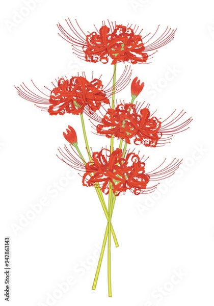 Obraz 彼岸花の挿絵①