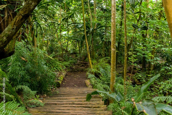 Fototapeta Wald mit Pfad