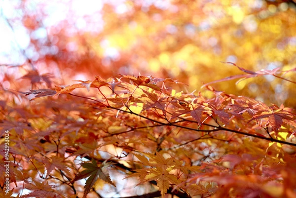 Obraz 美しく赤く染まる日本の秋の楓