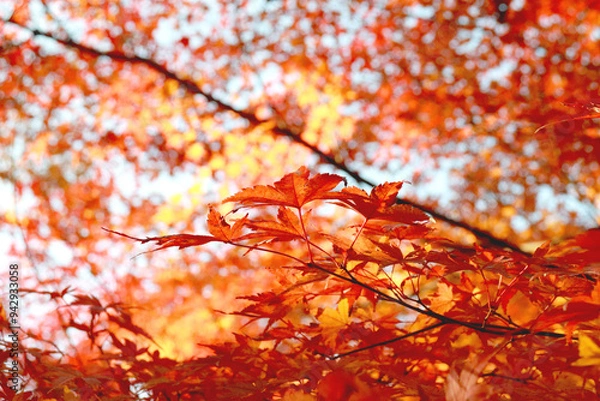 Obraz 美しく赤く染まる日本の秋の楓
