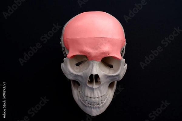Obraz Frontal Bone 
