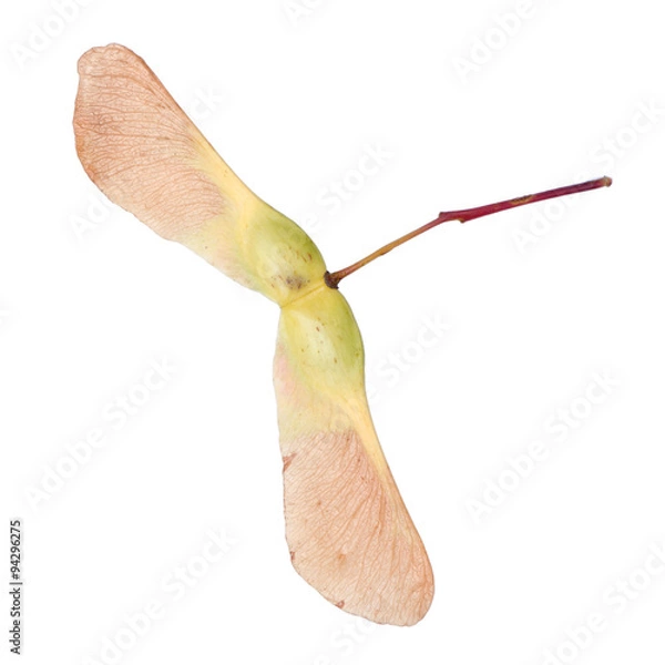 Fototapeta Maple keys