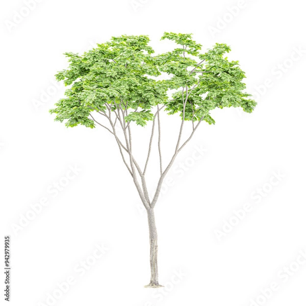 Obraz Monkey pod tree isolated on transparent Canvas