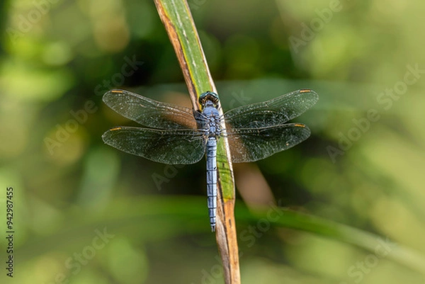 Fototapeta dragonfly on a branch