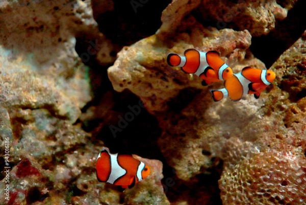 Obraz 浅海で静かに過ごすカクレクマノミ