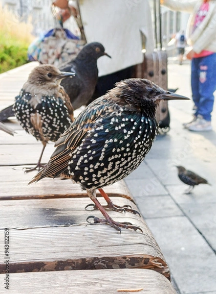 Fototapeta A starling chick sits on a bench in the city on a summer day.