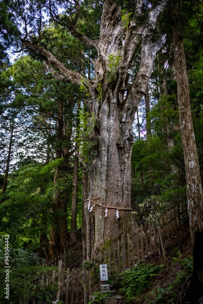 Fototapeta 玉置神社の神代杉