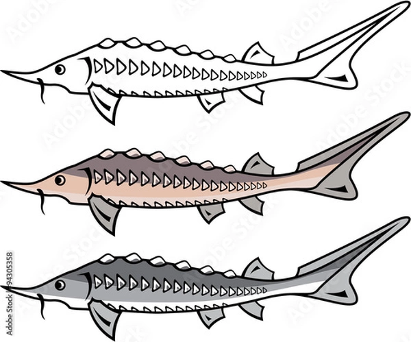 Fototapeta Sturgeon rare fish vector