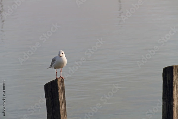 Obraz a wooden pier in the fog with one seagull sitting on it