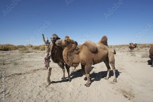 Fototapeta camel