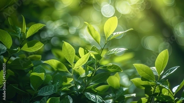 Fototapeta Lush green leaves basking in sunlight, creating a serene and fresh atmosphere ideal for nature, wellness, and environmental content,