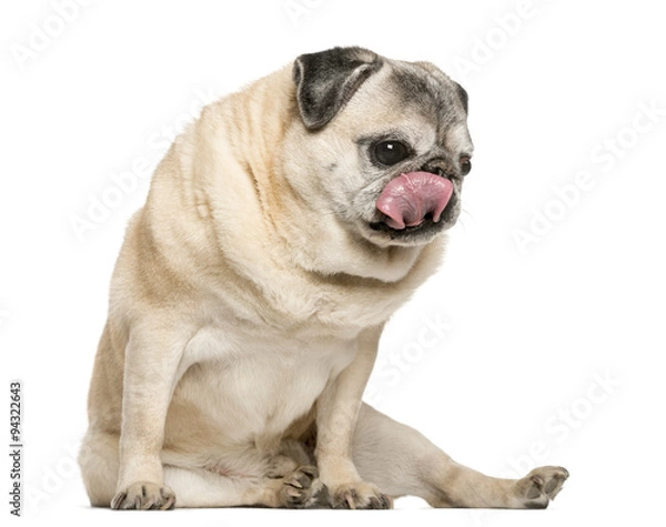 Fototapeta Handicapped Pug sitting in front of white background