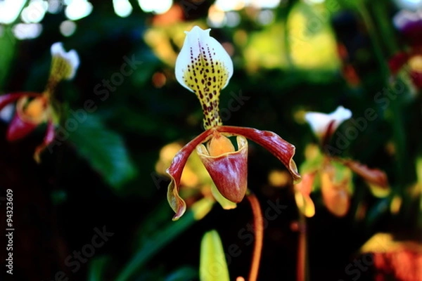 Obraz storczyk obuwik