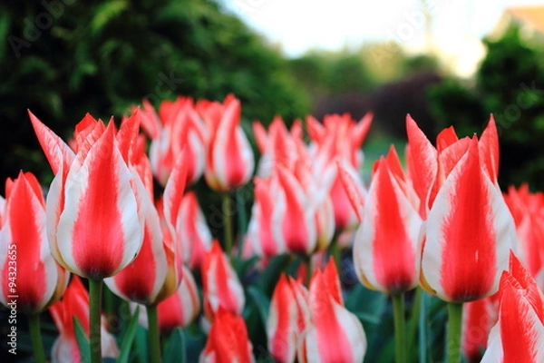 Obraz tulipany biało-czerwone miniaturki