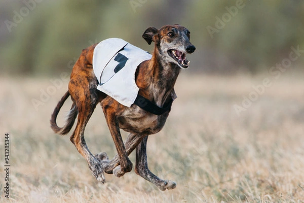 Obraz Greyhound running 