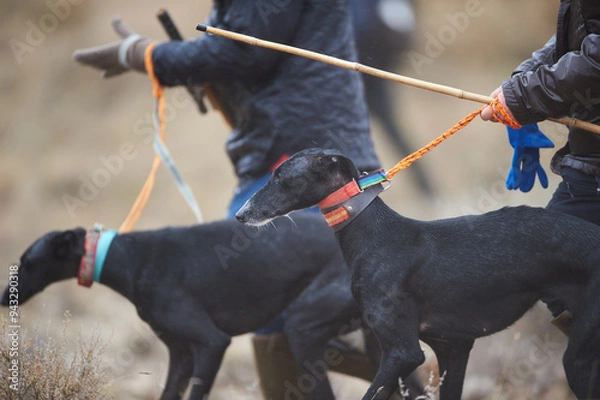 Obraz Hunting hares  with greyhounds