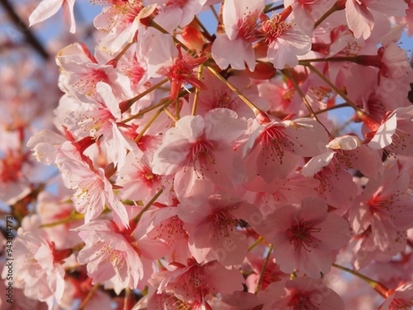 Obraz 早咲きの桜02