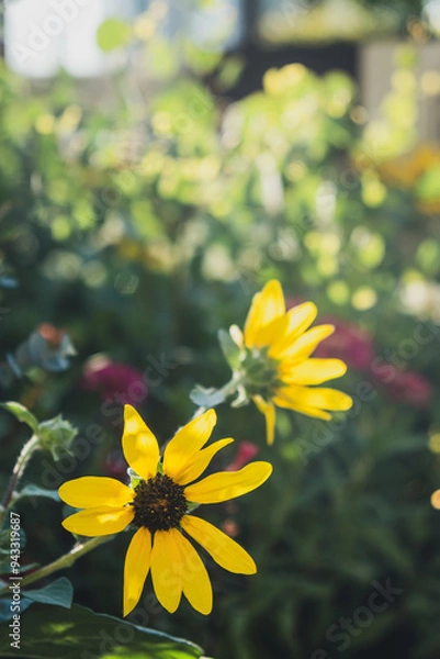 Obraz 光に包まれるサンフィニティの黄色い花