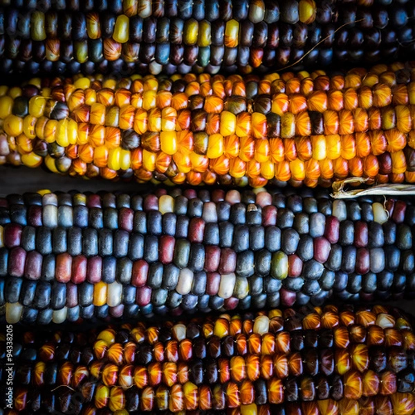 Obraz Multicolored indian corn on rustic wooden background