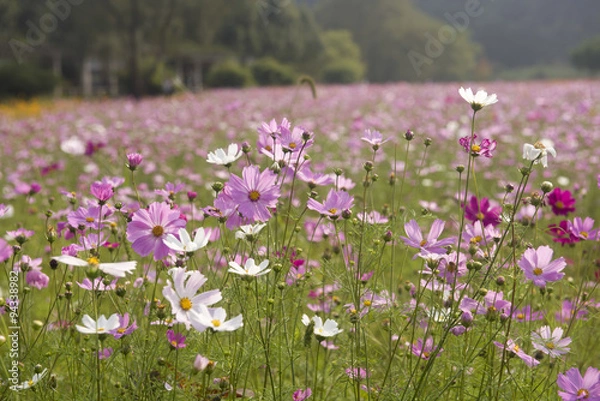 Obraz Gesang flowers