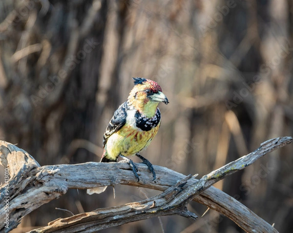 Obraz Crested Barbet
