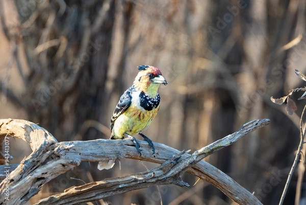 Obraz Crested Barbet
