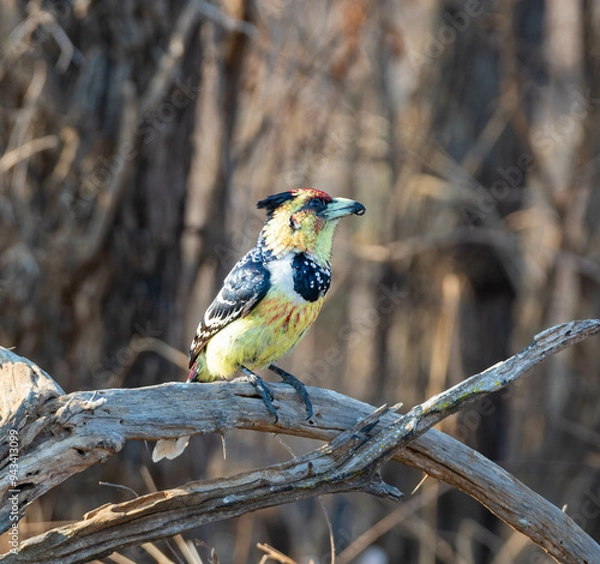 Obraz Crested Barbet