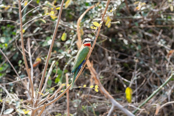 Obraz White-fronted Bee-eater