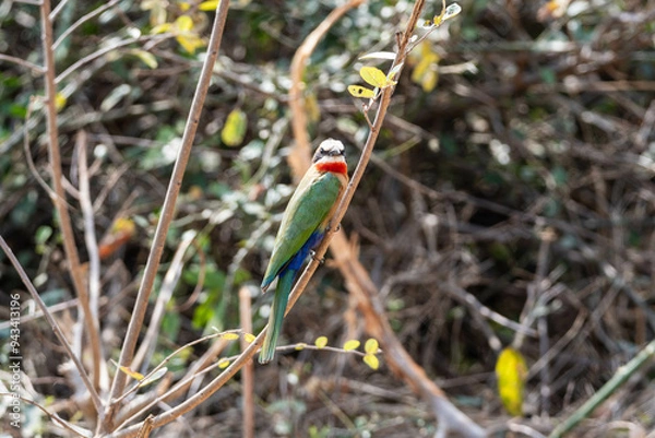 Obraz White-fronted Bee-eater