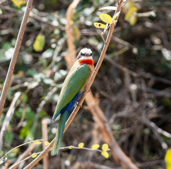 Obraz White-fronted Bee-eater