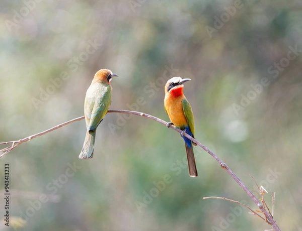 Obraz White-fronted Bee-eater
