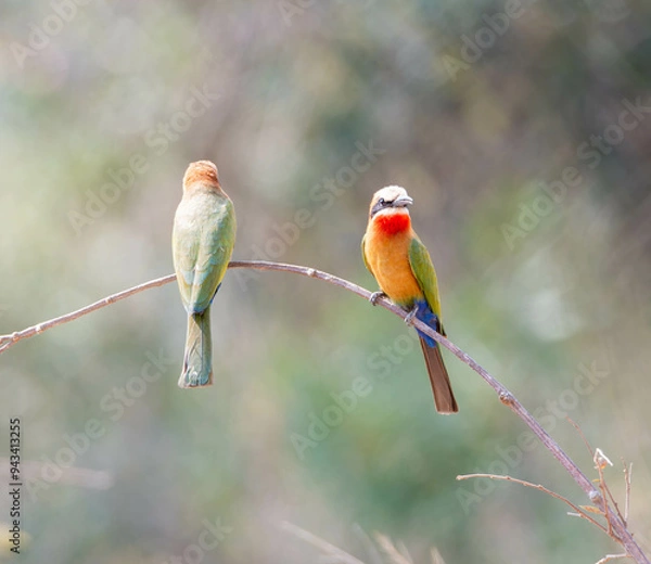 Obraz White-fronted Bee-eater