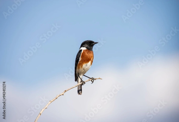 Obraz African Stonechat